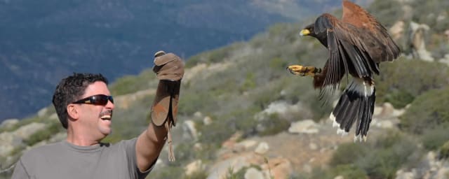 Talon and Flight Falconry, from its own website
