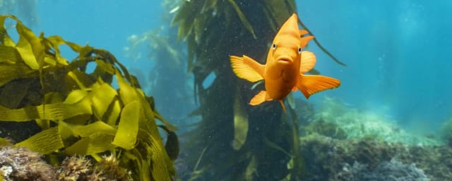 Explore Channel Islands - Sunfish - Oxnard, from its own website
