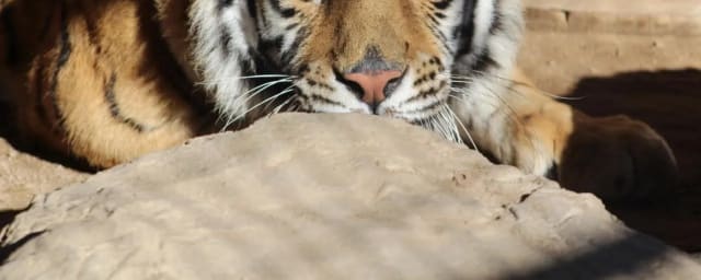 Forever Wild Exotic Animal Sanctuary, from its own website