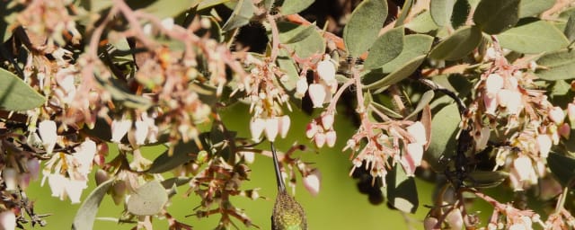 California Botanic Garden, from its own website