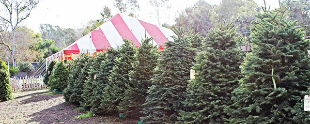 Tom's Adventures Pumpkin Patch Chula Vista, from its own website