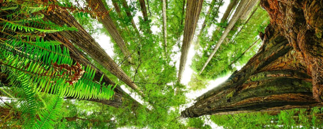Redwood National and State Parks, from its own website