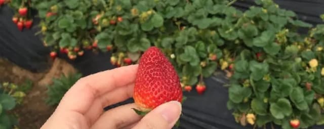 Carlsbad Strawberry Company, from its own website