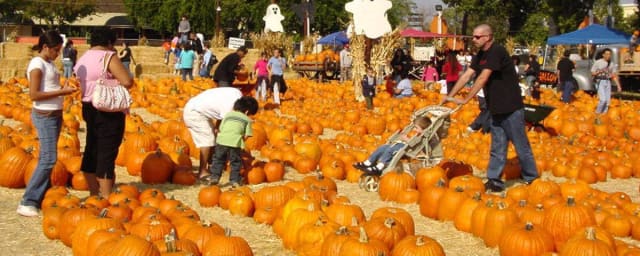 Pumpkin King Pumpkin Patch, from its own website