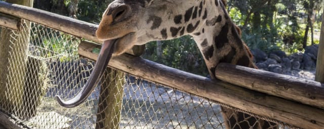 Brevard Zoo, from its own website