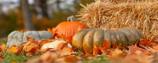Miller's Apple Hill, from its own website