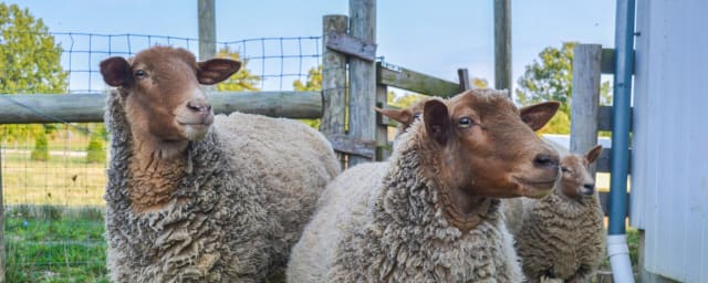 Gallant Farm, from its own website