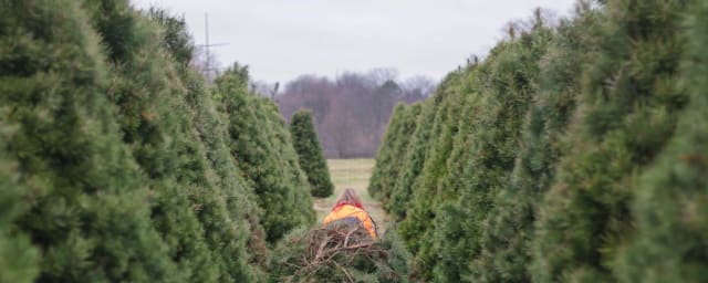 tree farm operation — Advent Christmas Tree Farm, LLC, from its own website