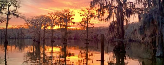 Mossy Brake Camp Caddo Lake Swamp Tours, from its own website