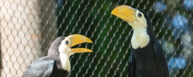 Naples Zoo at Caribbean Gardens, from its own website