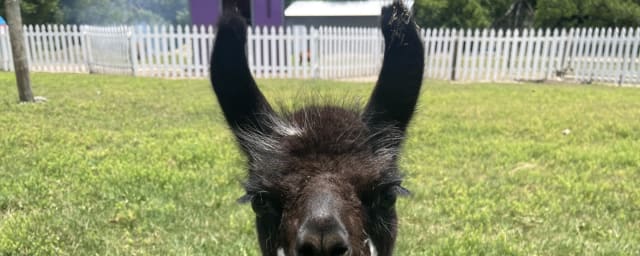 HarvestMoon Fun Farm, from its own website