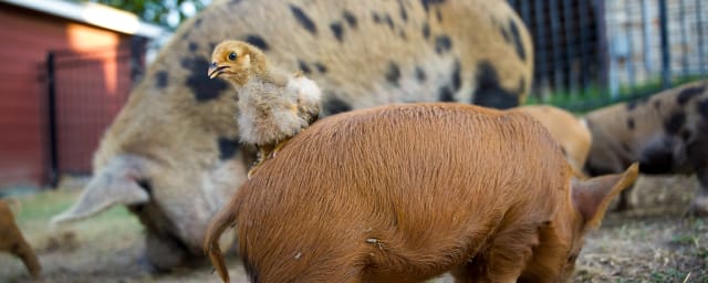 Best Place Farms, from its own website