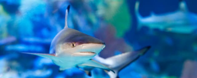 Mote Science Education Aquarium (SEA), from its own website