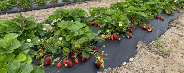 Punjab Farms, from its own website