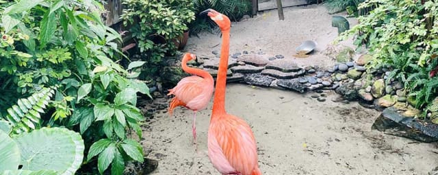 The Key West Butterfly and Nature Conservatory, from its own website