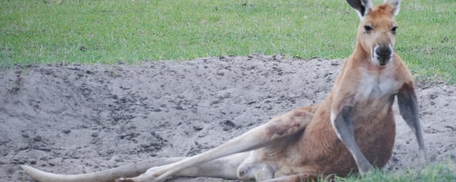 Wild Georgia Safari Park, from its own website
