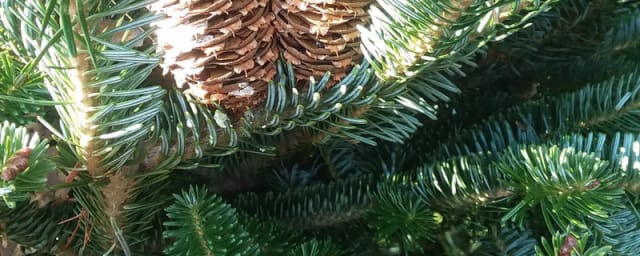 Yuletide Christmas Tree Farm, from its own website