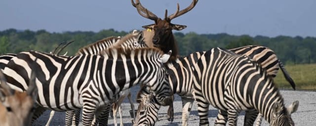Keystone Safari, from its own website