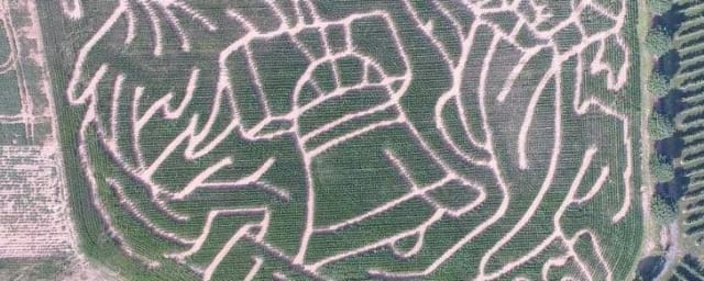 corn maze — Grim's Orchard & Family Farms, from its own website
