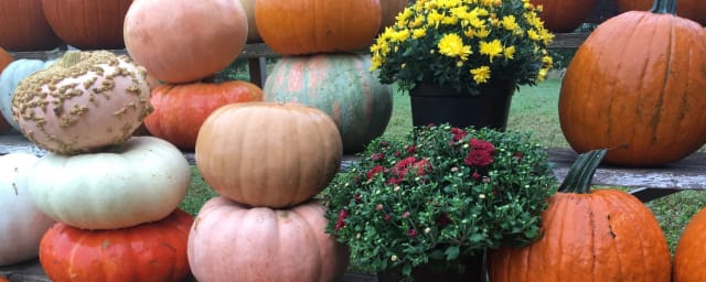 seasonal display — Glen Run Valley View Farm, from its own website