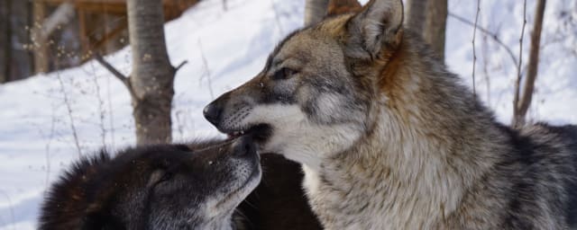animals at the sanctuary — Wolf Sanctuary of PA, from its own website