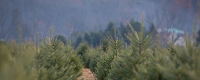 tree farm plantation — Yenser's Tree Farm, from its own website