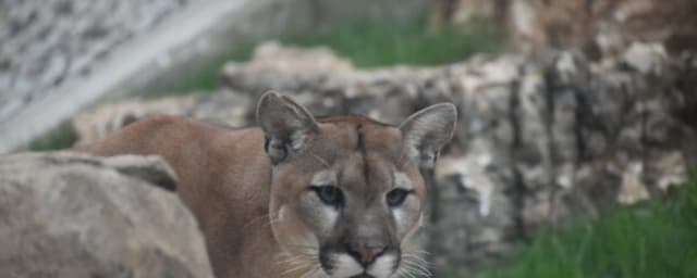Scovill Zoo, from its own website