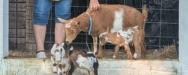 animal interaction area — Guevin's Far View Farm LLC, from its own website