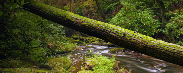 generic forest landscape — Forest Heritage and Discovery Center, from its own website