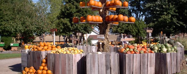 The Great Pumpkin Patch, from its own website