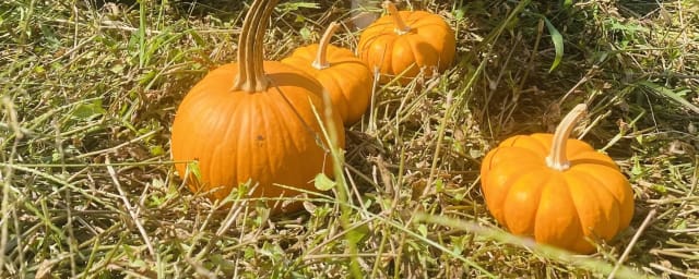 Wise Acres Organic Farm, from its own website
