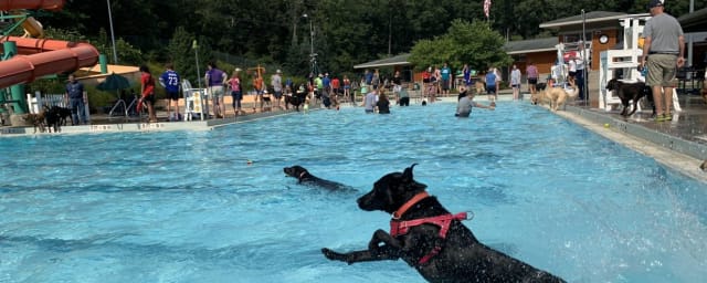 dog swim event at public pool — Holmes-Foster Park, from its own website