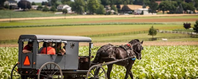 venue activity — A is for Amish Buggy Rides, from its own website