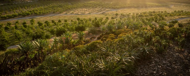 Apricot Lane Farms, from its own website