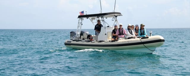 activity photograph — Palm Beach and Jupiter Dolphin Tours, from its own website