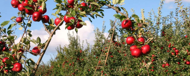 Apple Hill Orchards, from its own website