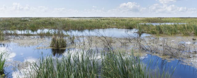 Lake Apopka Wildlife Drive, from its own website