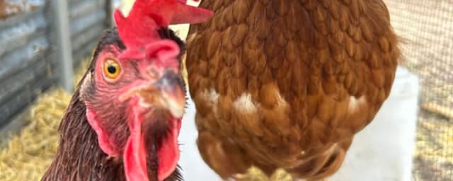 animal close-up — Winding Branch Ranch, from its own website