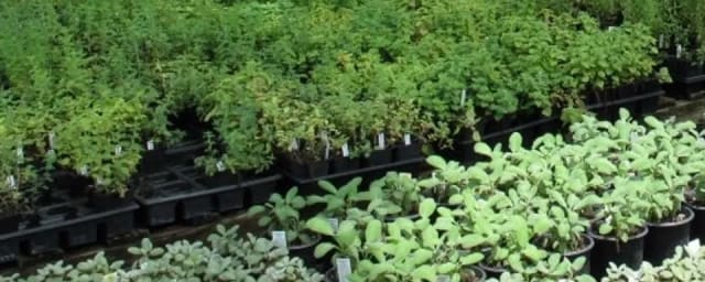 Shelton Herb Farm, from its own website