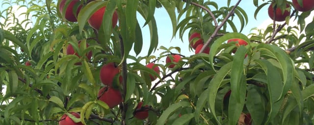 Southern Grace Farms, from its own website