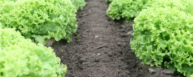 Organics Today Farm, from its own website
