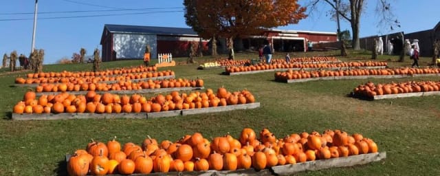 Will's Cackleberry Castle Pumpkin Farm, from its own website