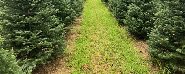 Springside Farm, from its own website
