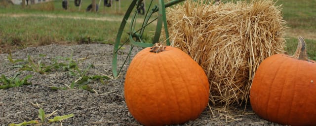 Patchwork Pumpkin Farm, from its own website