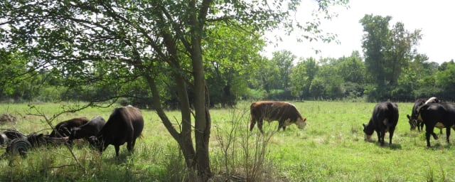 Warrick Farm, from its own website
