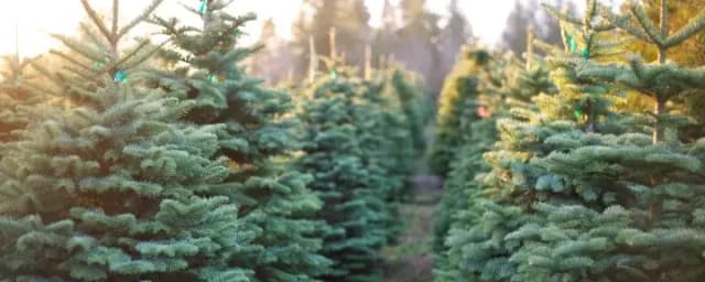Pronzini Farms Christmas Trees & Pumpkin Patch, from its own website