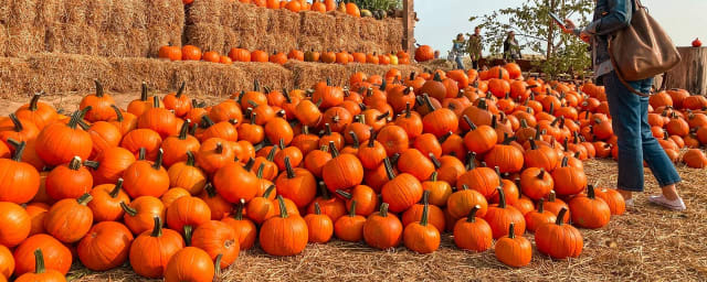 Pumpkin Jack's Ranch, from its own website