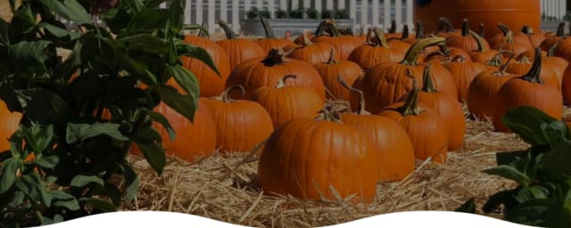 Spina Farms Pumpkin Patch, from its own website
