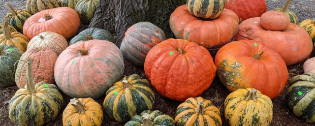 Bandys Pumpkin Patch, from its own website