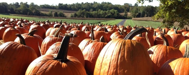 Boyd's Pumpkin Patch and Corn Maze, from its own website